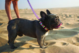 Summer Vibes Collar - Pickles DXB