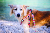 Summer Vibes Harness - Pickles DXB
